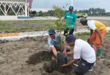 Bupati Haltim Lakukan Penanaman Pohon Agathis di lingkungan Pendopo ‘Ngaku re Rasai’