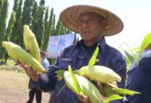 Wali Kota Tidore Hadiri Panen Jagung, Ajak Anak Muda Terjun ke Dunia Tani