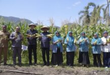 Sinergitas Lintas Lembaga, TP PKK Kota Tidore Kepulauan Hasilkan Panen Jagung 1,3 Ton
