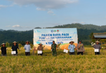 Perkuat Ekonomi Halal, BI Malut dan Ponpes Ibadurrahman Panen Raya Padi di Haltim