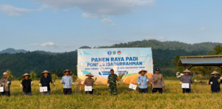 Perkuat Ekonomi Halal, BI Malut dan Ponpes Ibadurrahman Panen Raya Padi di Haltim