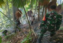 Camat Oba Bersama TNI-Polri dan Warga Kembali Berupaya Padamkan Api di Gunung Sigela Yef